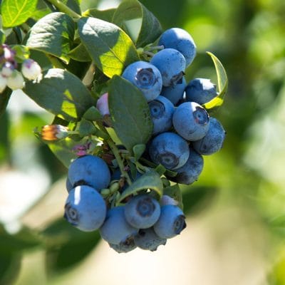 Krūmmellene Patriot