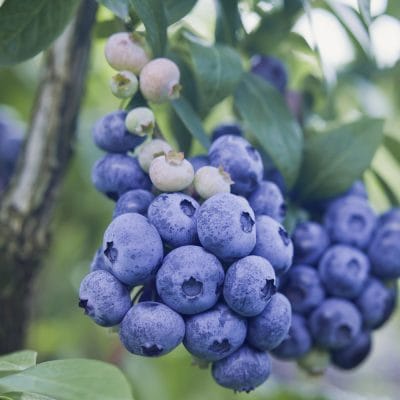 Krūmmellene Patriot