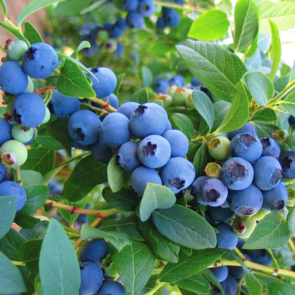 Krūmmellene Bluecrop