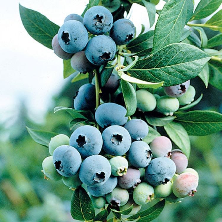 Krūmmellene Bluecrop