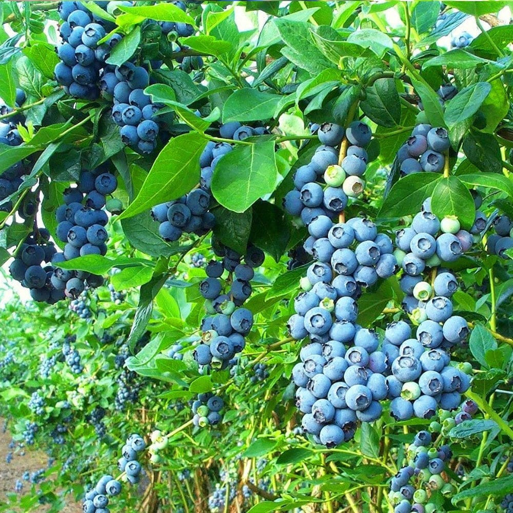 Krūmmellene Bluecrop