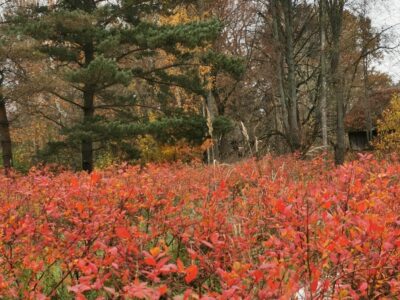 Augstās krūmmellenes (Vaccinium corymbosum), to audzēšana un apputeksnēšanas nozīme