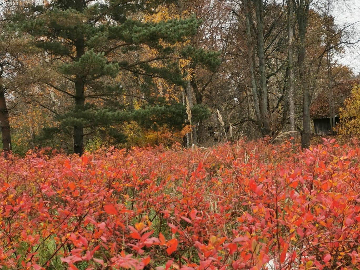You are currently viewing Augstās krūmmellenes (Vaccinium corymbosum), to audzēšana un apputeksnēšanas nozīme