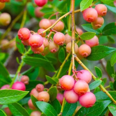 Krūmmellene Pink Lemonade