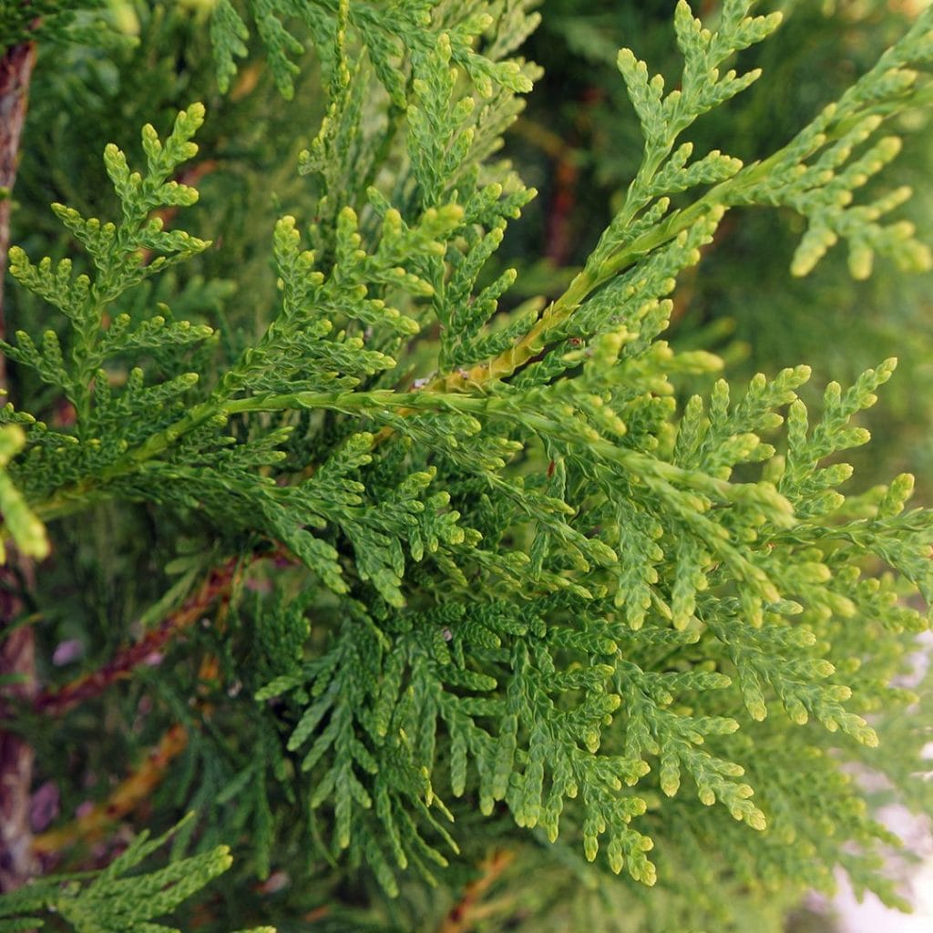 Rietumu tūja Brabant - Image 2