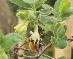 kamčatkas sausserdis