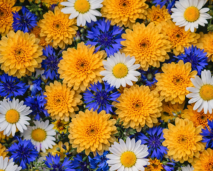 pļavas puķes dārzā